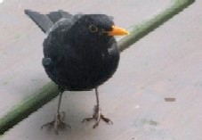 Tierbild