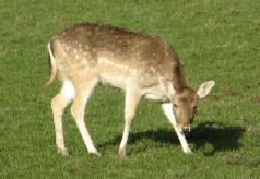 Tierbild