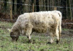 Tierbild